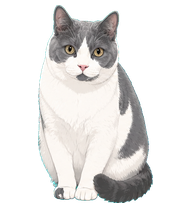 白灰猫咪牛奶